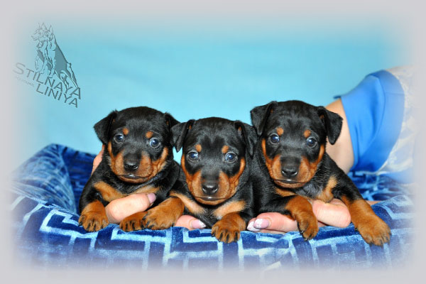 Puppies