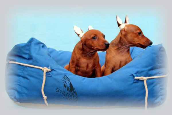 Puppies